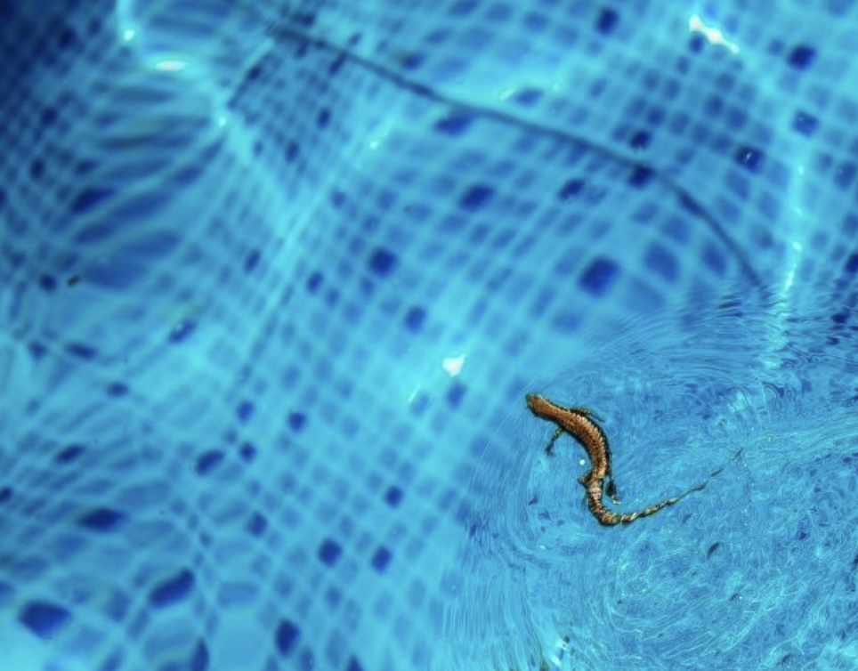 Is there pest control around the pool?