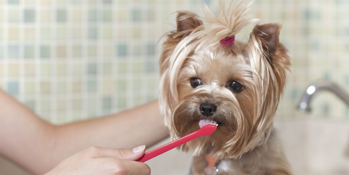 Toothbrush For Your Small Dog